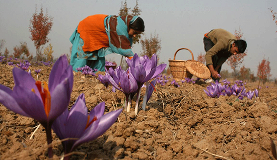 Saffron Biological Cultivation