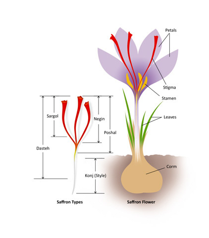 Types of Saffron - Saffron Qualities