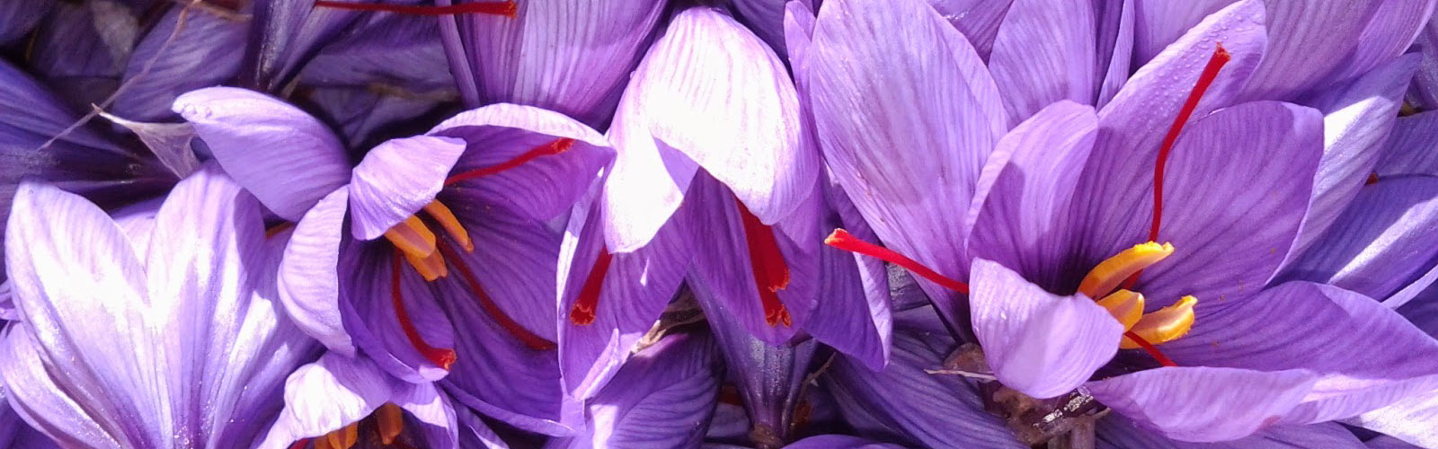 Saffron Crocuses